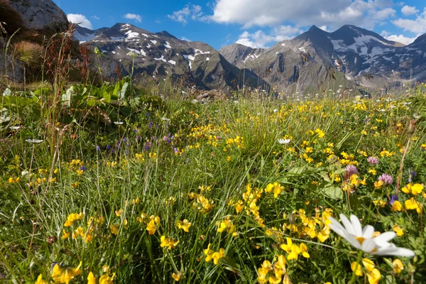 Pradera alpina — Foto de Stock