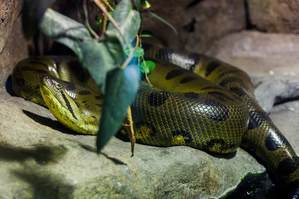 Serpente — Fotografia de Stock