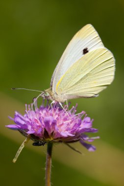 Lepidoptera