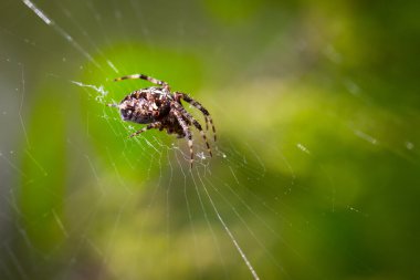 Araneus diadematus