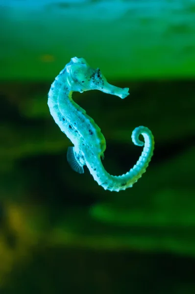 Vida selvagem oceânica - Hippocampus — Fotografia de Stock