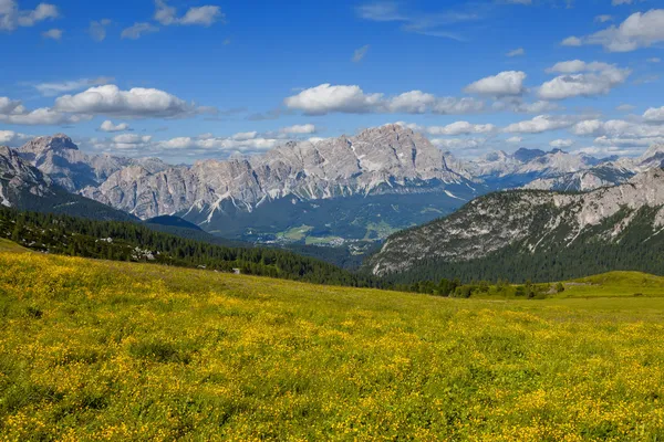 Montaña paisaje con flores. — Foto de Stock