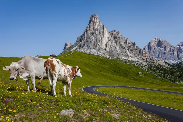 Mountain landscape - Road and cows. — Stock Photo, Image