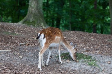 genç kadın alageyik