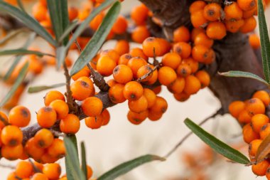 iğde rhamnoides - c vitamini kaynağı