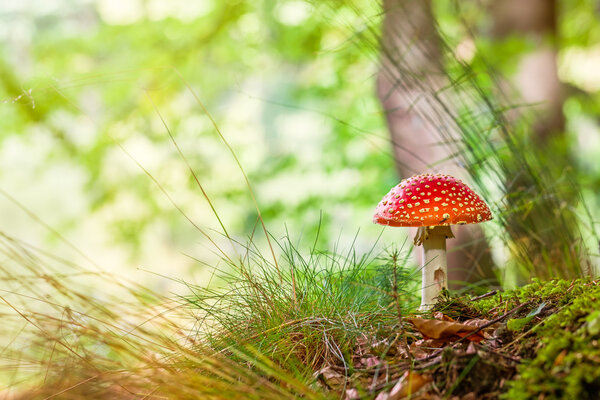 Amanita muscaria, commonly known as the fly agaric