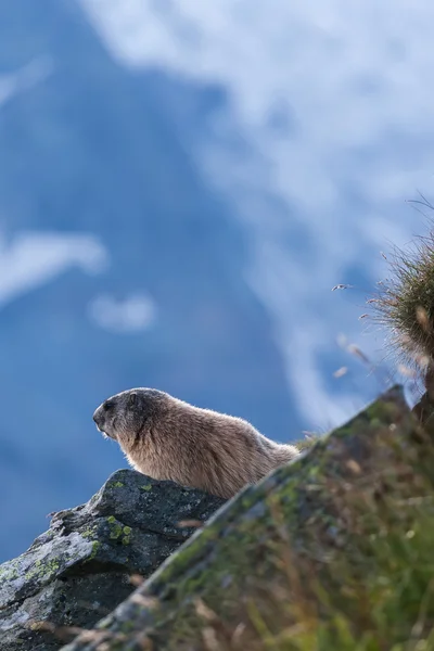 Marmot op een rots in de bergen — Stockfoto