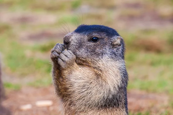Unga marmot medan man äter — Stockfoto