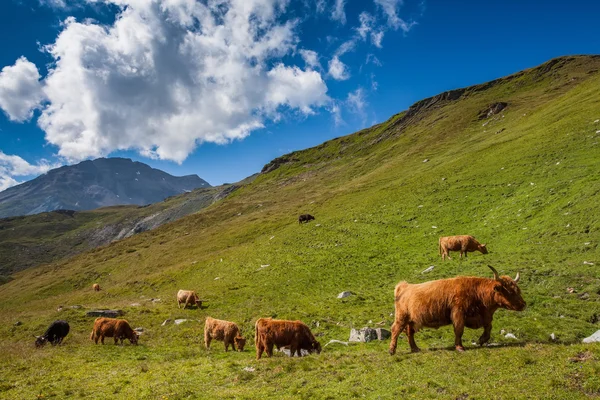 Koeien op de weide in de Alpen — Stockfoto