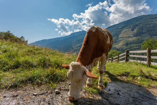 Koe op een weiland berg in de Alpen — Stockfoto