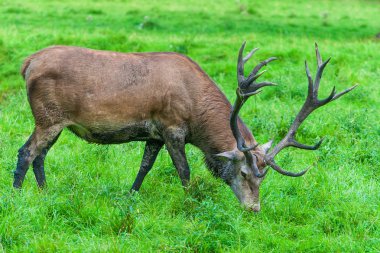 Kızıl geyik - cervus elaphus.