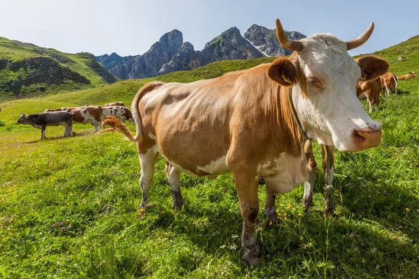Koeien op de weide in de Dolomieten — Stockfoto