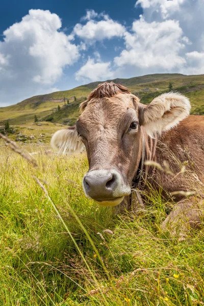 Koe op een bergweide — Stockfoto