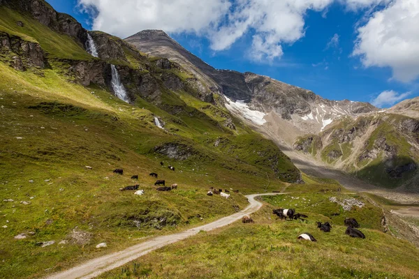 Vacas em pasto nos Alpes — Fotografia de Stock
