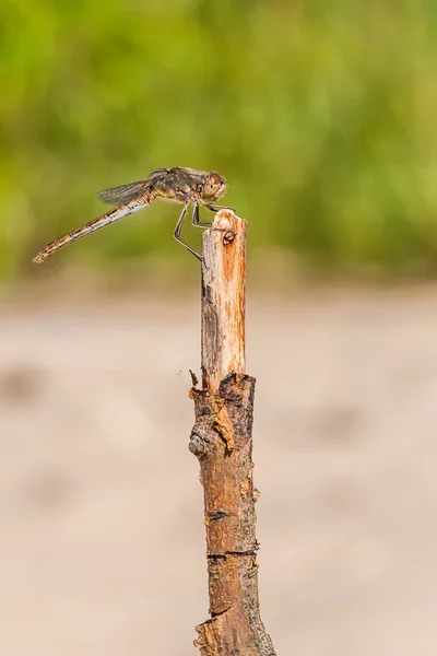 Chiudere libellula — Foto Stock