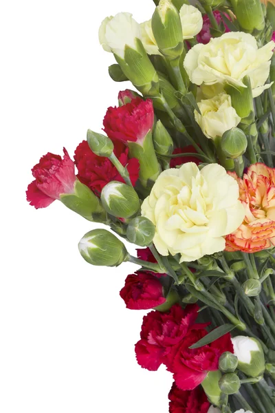 Nejlikor blommor isolerade — Stockfoto