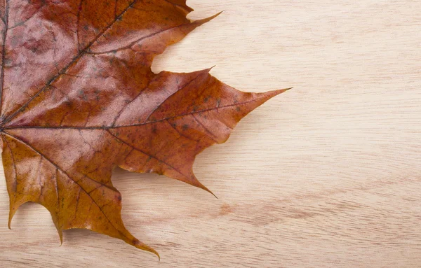 Herbstblätter — Stockfoto