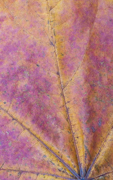 Abstrakte Herbst Blatt Hintergrund. — Stockfoto