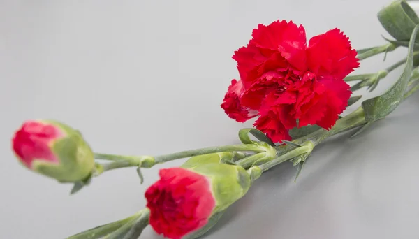 Rote Nelkenblüten — Stockfoto