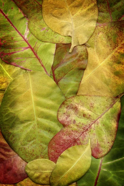 Herabgefallenes Laub — Stockfoto