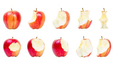 Kırmızı elma toplama