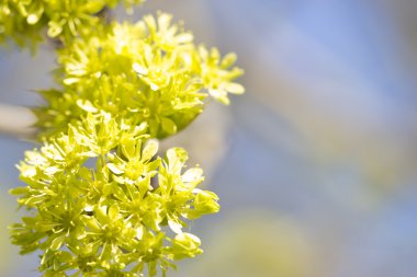 Güzel bahar çiçekleri