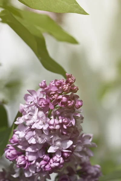 Branch of lilac flowers with the leaves — Stock Photo, Image