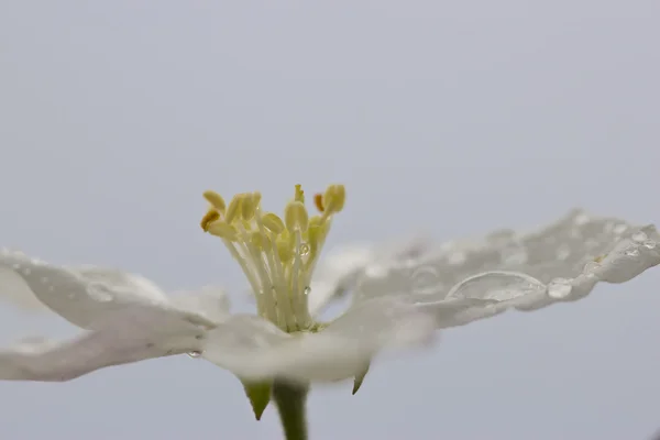 Fleur de cerisier unique — Photo