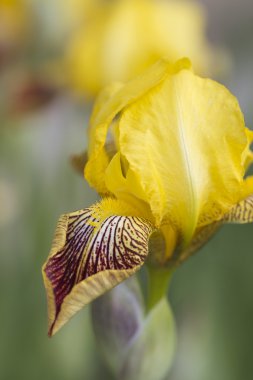 sikke üzerinde beyaz backgro gülümseme oluşur