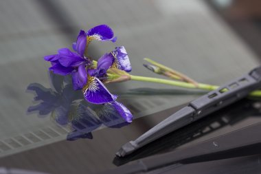 Violet purple Iris flower clipart