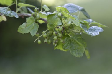 Siyah frenk üzümü değil olgunlaştığını şube jet
