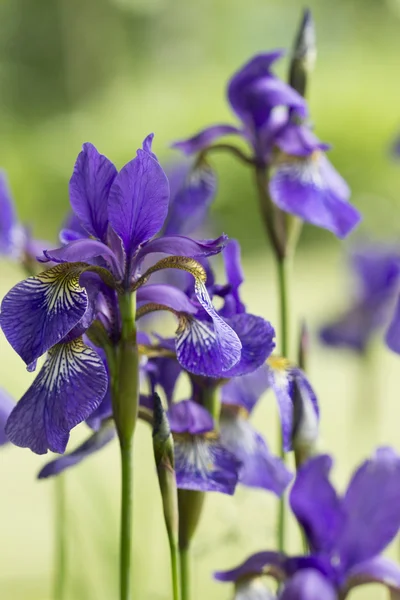 Violet iris — Stock Photo, Image