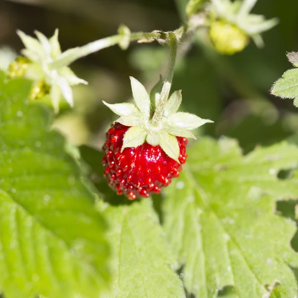 Walderdbeeren — Stockfoto