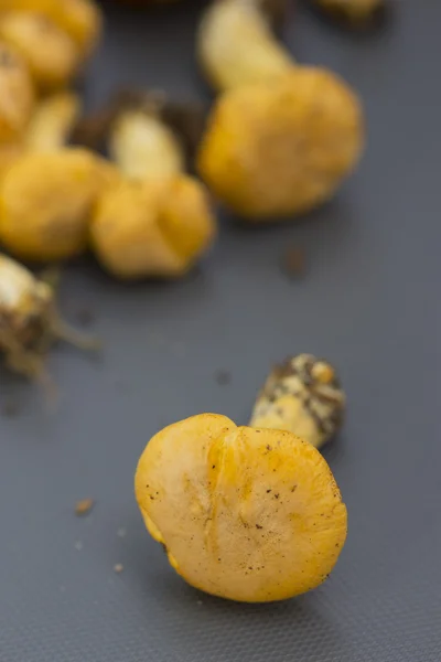 Funghi di finferli freschi — Foto Stock