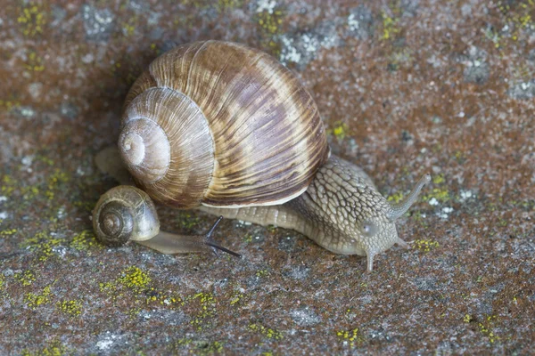 Closeup af um grande caracol marrom e pequeno caracol — Fotografia de Stock