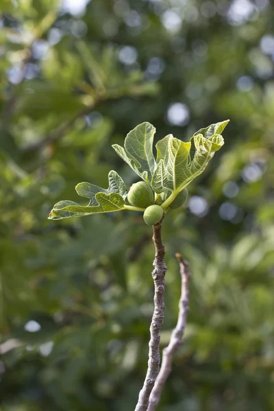 Figos maduros na árvore — Fotografia de Stock