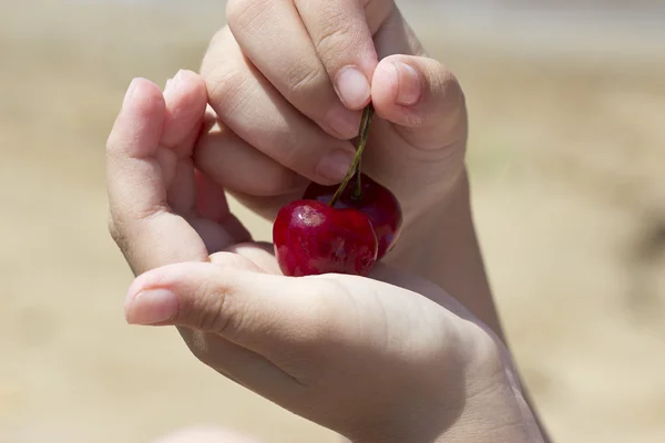 Je to červená sweet cherry spočívá v rukou — Stock fotografie