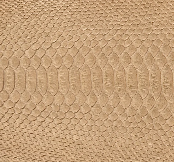 Snake skin — Stock Photo, Image