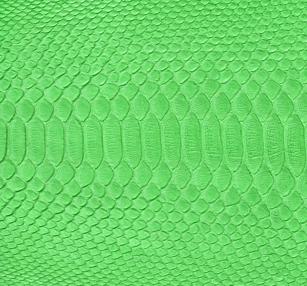 Зелена змія шкіра — стокове фото