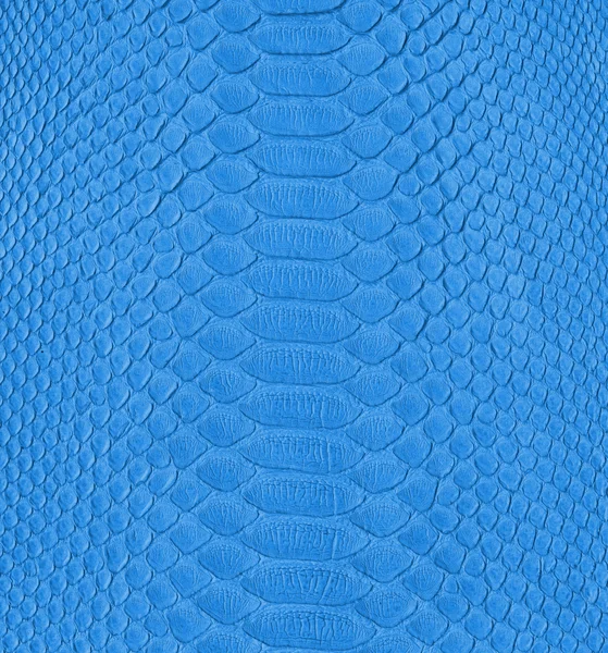 Blue snake skin — Stock Photo, Image