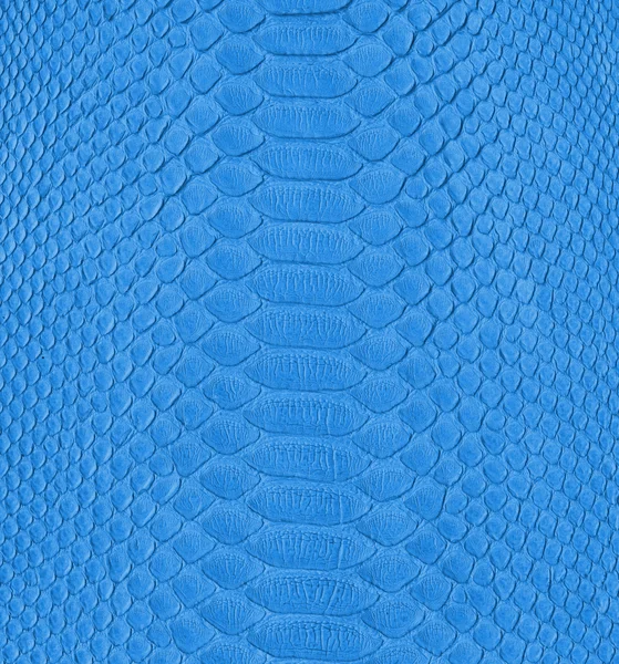 Pelle di serpente blu — Foto Stock