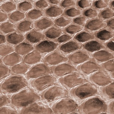 kahverengi sürüngen cilt dokusunu  