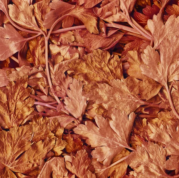Hintergrund der roten Blätter — Stockfoto