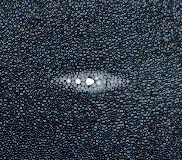 Фрагмент кожи спины
 