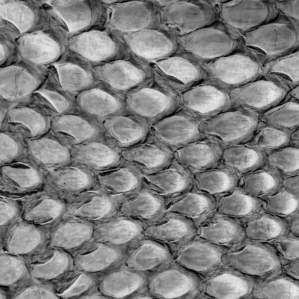  текстура рептилии крупным планом
 