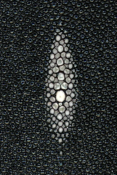 Fragment of stingray back closeup — Stock Photo, Image