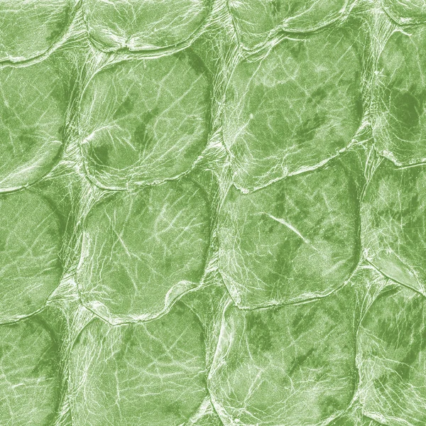 Кусок зеленой кожи крокодила крупным планом — стоковое фото