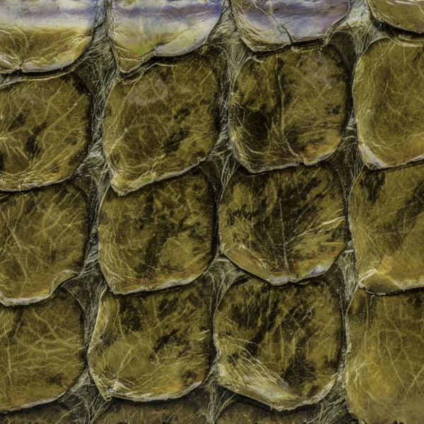 Зеленая кожа рептилии — стоковое фото