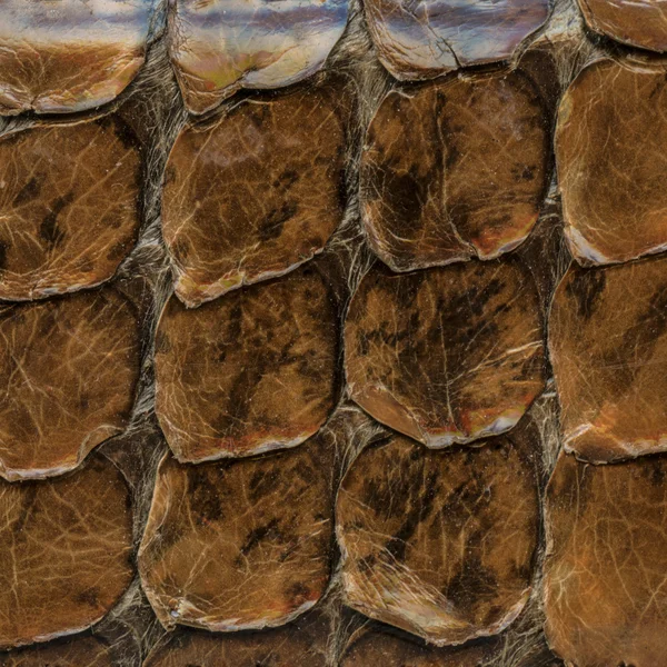 Kahverengi yılan derisi — Stok fotoğraf