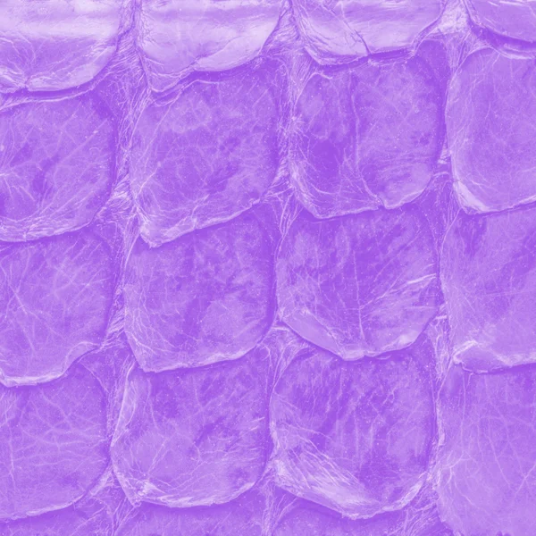 Closeup fialové hadí kůže, — Stock fotografie